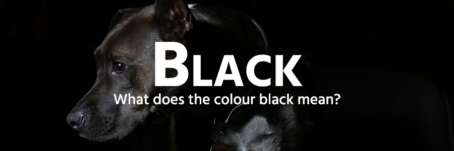 black colour example - Labrador dog
