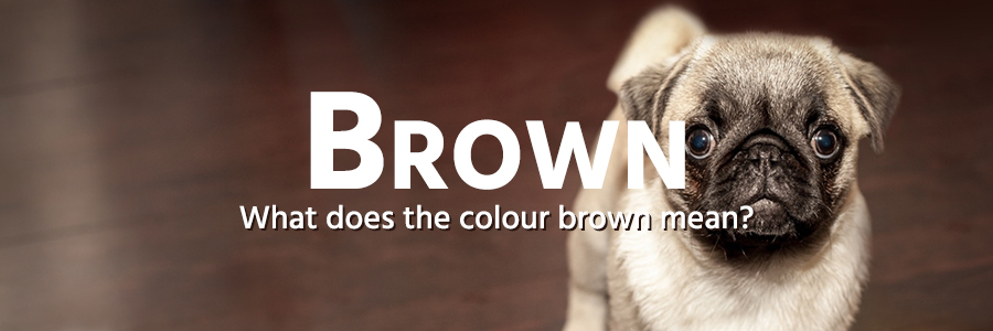 Brown colour example - pug