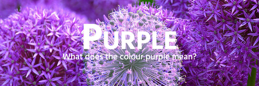 Purple colour example - flowers