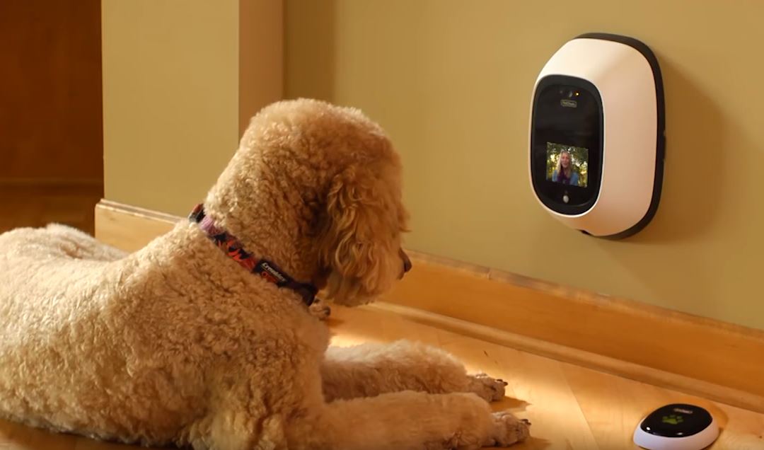 Dog Camera Attention Dog Lovers You need this! AllCore Communications